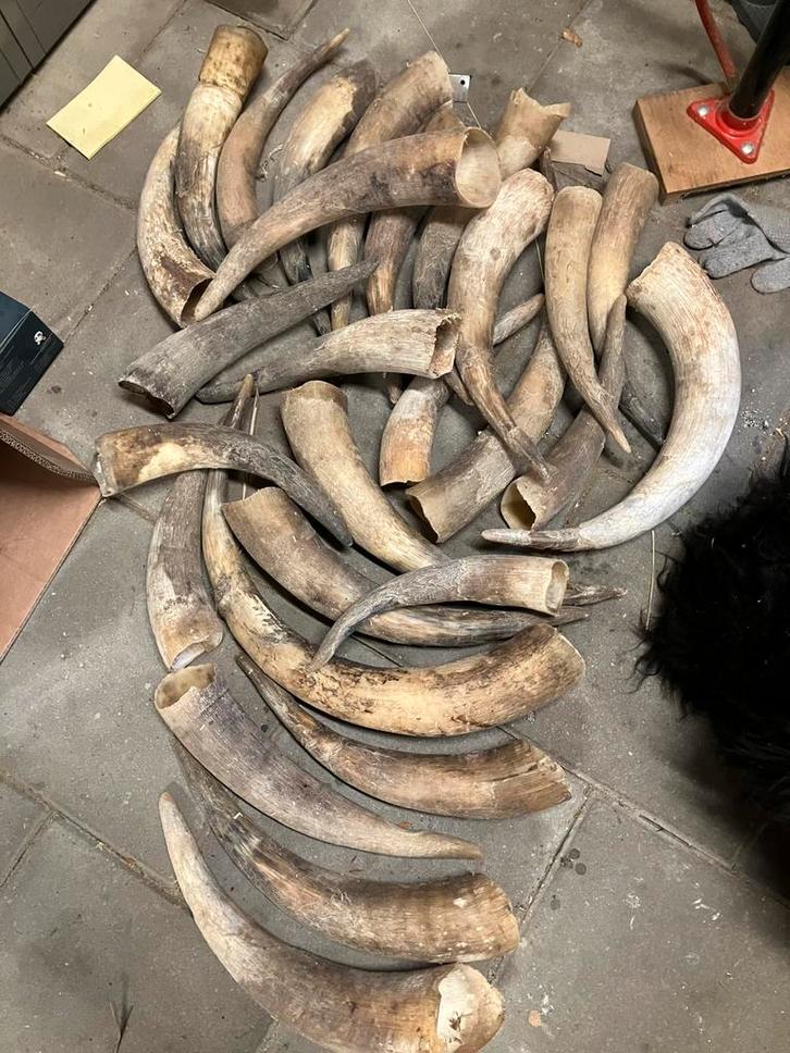 Koeienhoorns voor honden., Dieren en Toebehoren, Hondenspeelgoed, Nieuw, Intelligentiespeelgoed, Ophalen of Verzenden