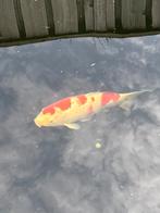 2 kleurige koi