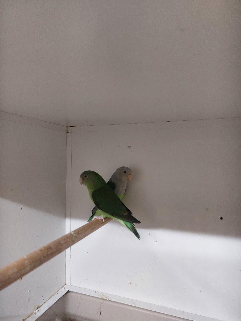 Te koop Agapornis canus / cana, Meerdere dieren, Dwergpapegaai of Agapornis, Geringd