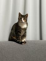 Female Kitten to give away, Kater, Gechipt, 0 tot 2 jaar
