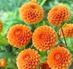 Dahlia, Ophalen of Verzenden, Voorjaar, Volle zon, Knol