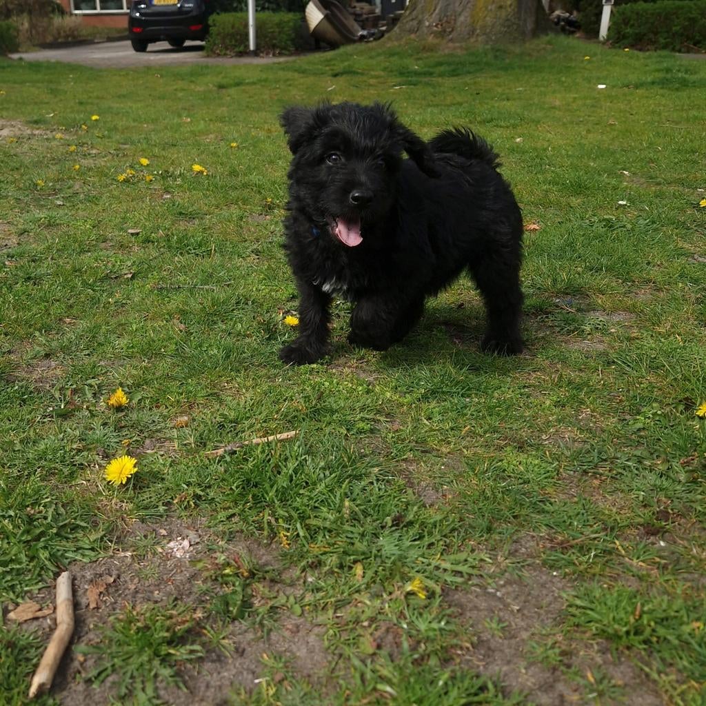 Medium doodle pups, Dieren en Toebehoren, Honden | Niet-rashonden, 8 tot 15 weken, Meerdere dieren, Eén hond, Nederland