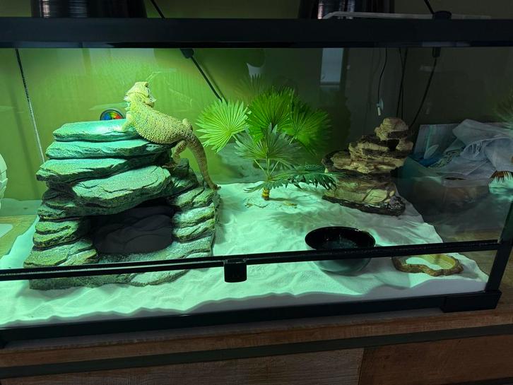 Terrarium 90x50x50cm, Dieren en Toebehoren, Reptielen en Amfibieën | Toebehoren, Zo goed als nieuw, Terrarium of Paludarium, Ophalen