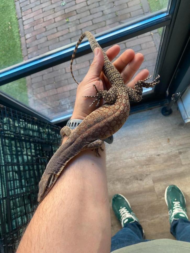 Volwassend koppel varanus glauerti (kimberly) + terrarium, Dieren en Toebehoren, Reptielen en Amfibieën, Slang