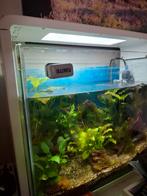 Aquarium kleine bak met visjes, Ophalen, Gevuld zoetwateraquarium