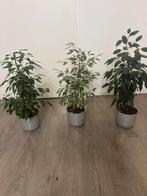 Planten  met pot  per stuk 15 euro, Huis en Inrichting, Ophalen of Verzenden, Zo goed als nieuw