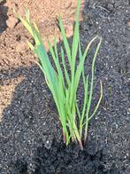 Prei plantjes, Tuin en Terras, Planten | Tuinplanten, Ophalen, Eenjarig, Groenteplanten, Volle zon