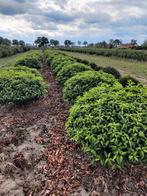 Prunus lusitanica platte bollen, Tuin en Terras, Planten | Bomen, Ophalen, Bloeit niet, Halfschaduw, Overige soorten