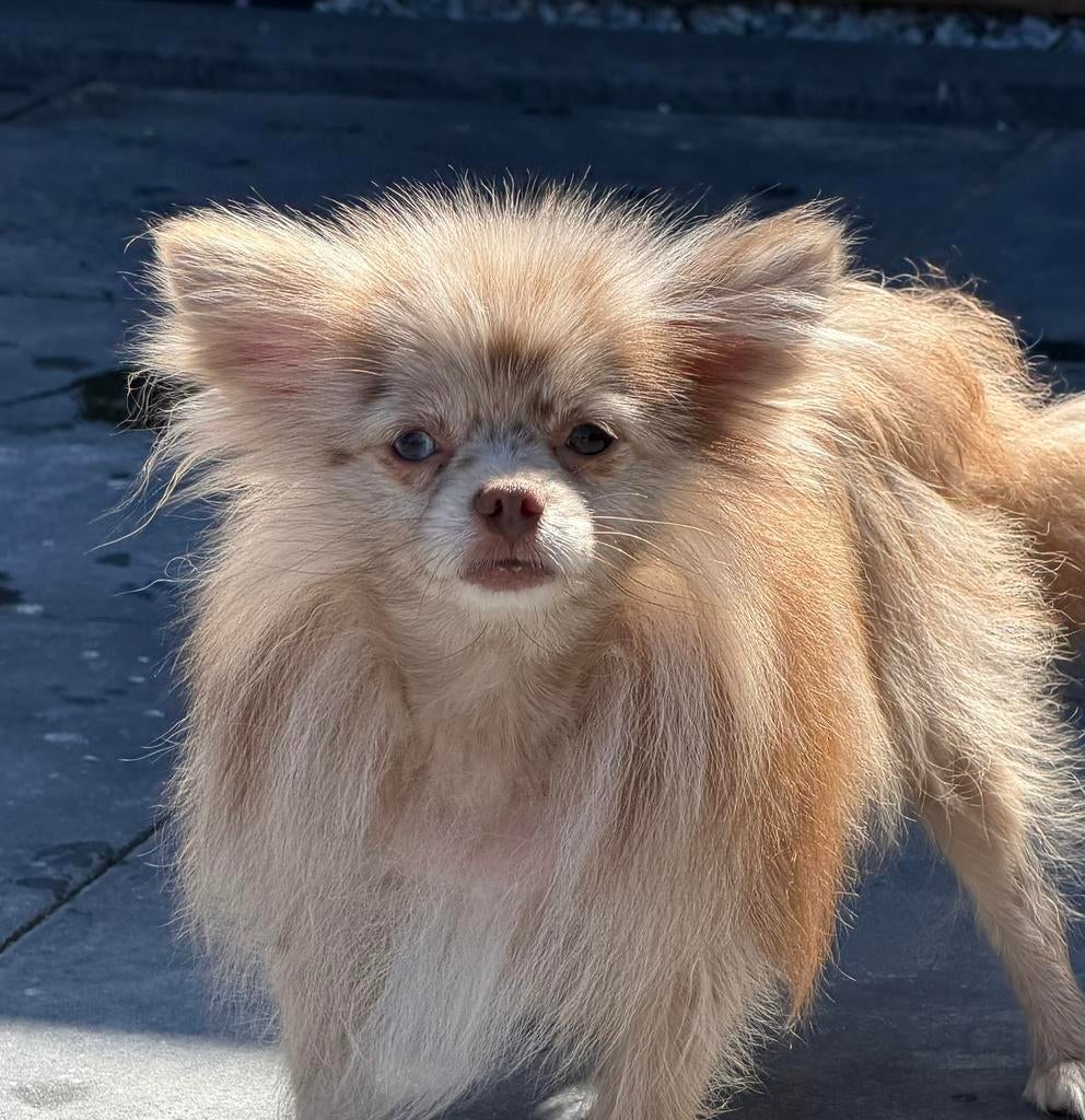 Nieuwe huisje gezocht voor pomeranian pomeriaan teefje, Dieren en Toebehoren, Parvo, Overige rassen, Teef, Meerdere