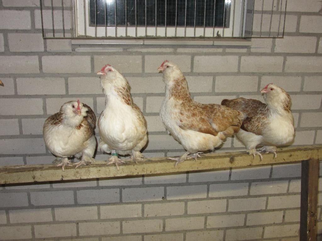 Faverolles  kriel kippen, Dieren en Toebehoren, Pluimvee, Vrouwelijk, Kip