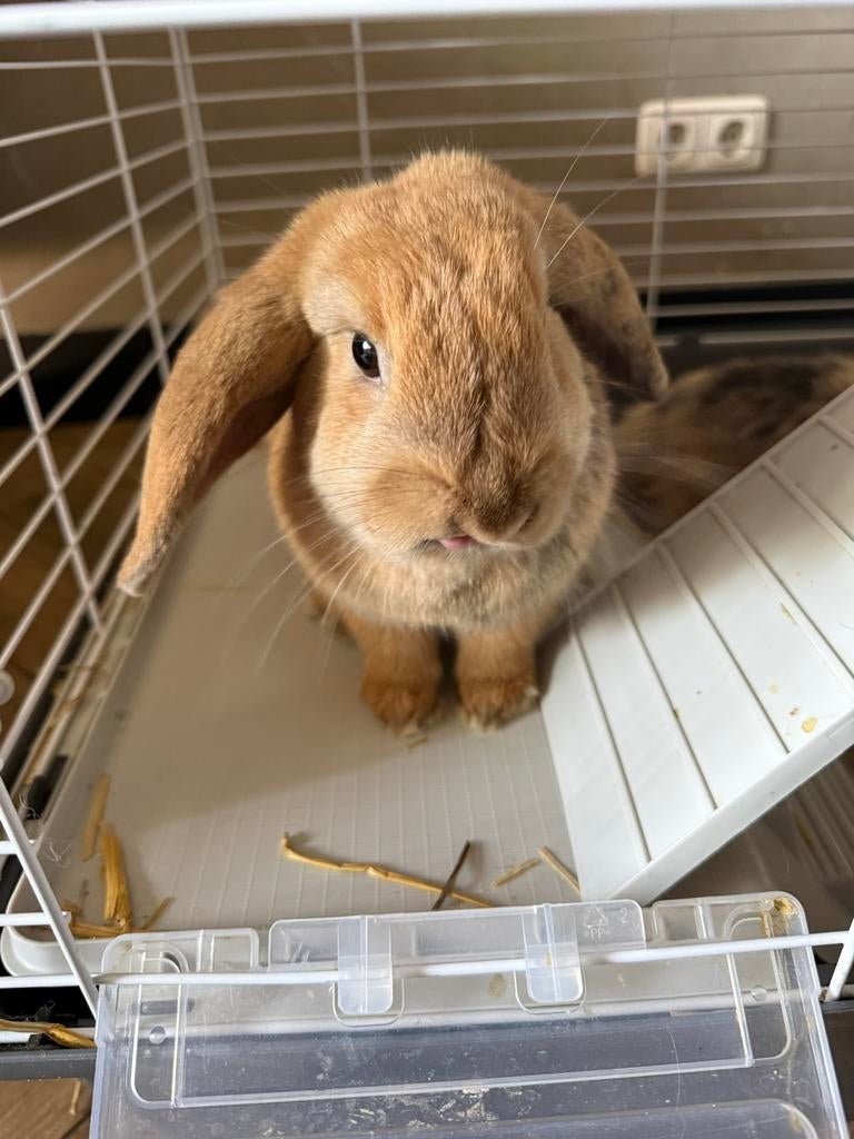 Hangoor dwergkonijnen incl. hok, Dieren en Toebehoren, Vrouwelijk, Dwerg, Hangoor, 0 tot 2 jaar