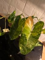 Philodendron Burle Marx, Huis en Inrichting, Kamerplanten, Ophalen, Overige soorten, Halfschaduw, In pot