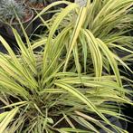 Siergras Hakonechloa Macra Aureola 1-30 stuks, Ophalen, Vaste plant, Siergrassen, Halfschaduw