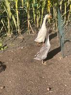 Loop eenden 3 mannetjes, Dieren en Toebehoren, Mei, Mannelijk