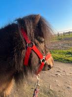 Brave en lieve bruine shetlander hengst, Dieren en Toebehoren, Pony's, Met stamboom, Niet van toepassing, Hengst, A pony (tot 1.17m)