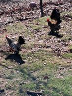 Zabelpoot haantjes, Mannelijk, Kip