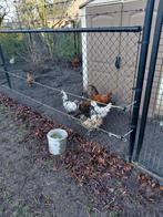 Broedeieren uilebaard en brabanter m8, Geslacht onbekend, Kip