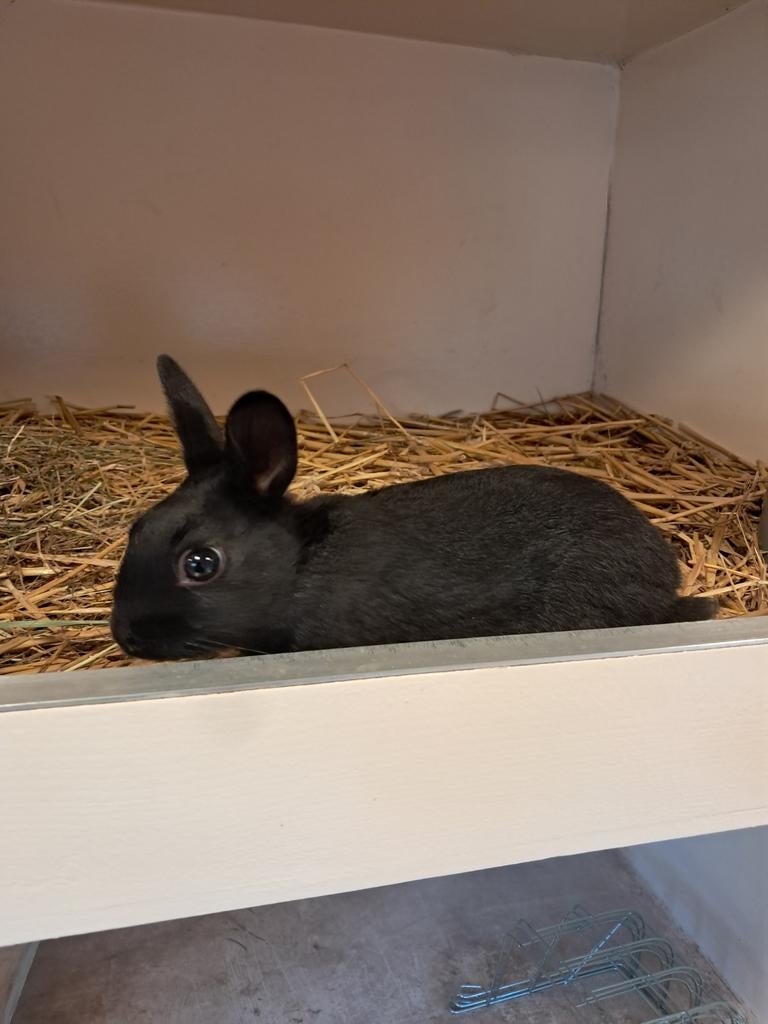 Haasdwerg / konijn, Dieren en Toebehoren, Konijnen, Mannelijk