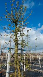 Jonagold appelboom 12,5 jaar oud, 200-250 cm hoog, Tuin en Terras, Planten | Bomen, Ophalen, Lente, Overige soorten, 250 tot 400 cm