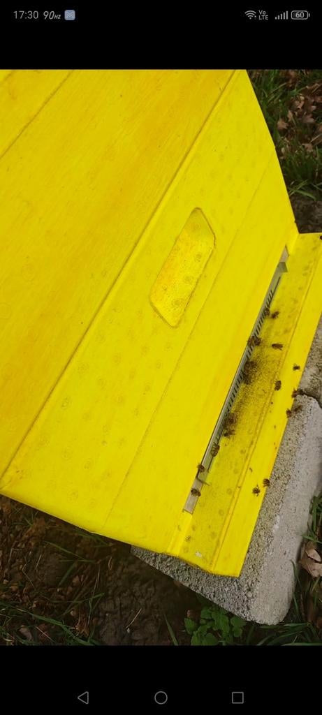 Compleet Bijenvolk + Segeberger Bijenkast (11 raams), Dieren en Toebehoren, Bijen