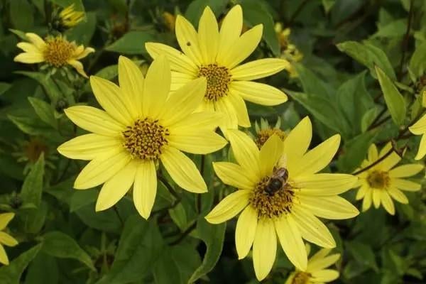 Hilianthus lemon Queen, Ophalen, Volle zon