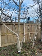 Mooie vijgenbomen 2stuks, Ophalen of Verzenden, Minder dan 100 cm