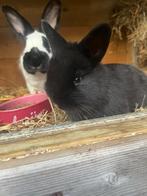 Klein Lotharinger, Dieren en Toebehoren, Konijnen, Mannelijk, Klein, 0 tot 2 jaar