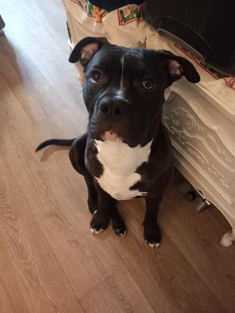 american stafford 8 maanden oud, Dieren en Toebehoren, Honden | Jack Russells en Terriërs, Parvo, 15 weken tot 1 jaar, Reu, American Staffordshire Terriër