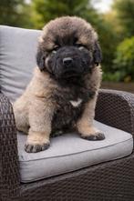 Schitterende KAUKASISCHE OWCHARKA pups, Dieren en Toebehoren, Parvo, Nederland, Overige rassen, 8 tot 15 weken