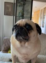 Gezocht Mopshond, 6 jaar of ouder, Overige rassen, Teef, Parvo