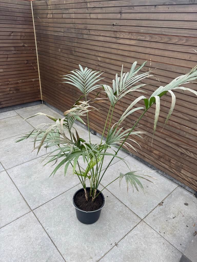 Palm in een emmer, Palm, In pot, Minder dan 100 cm, Groene kamerplant