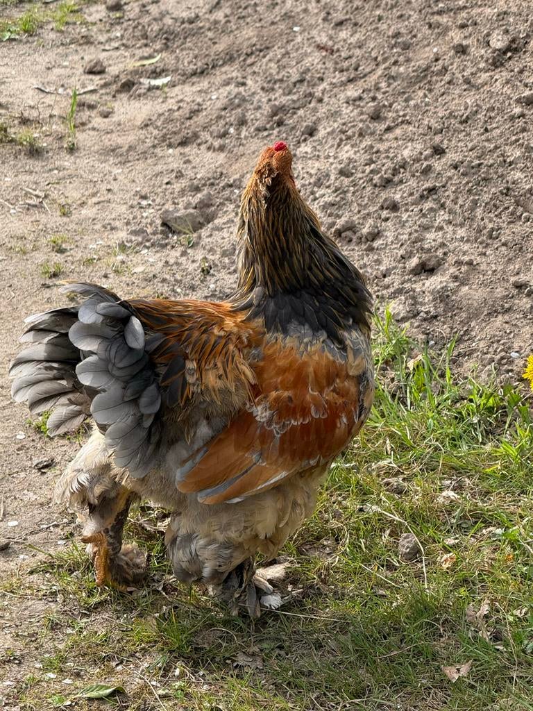 Brahma haan, Dieren en Toebehoren, Pluimvee, Mannelijk, Kip