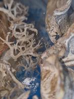 "The Siren’s Lullaby", Ophalen of Verzenden, Nieuw, 1:50 of kleiner, Diorama