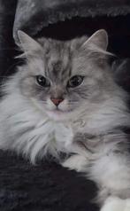 Britse langhaar x maine coon, Dieren en Toebehoren, Poes, Gechipt, 3 tot 5 jaar