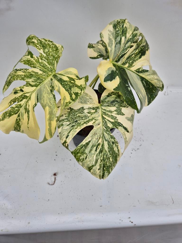 Monstera Thai constellation creme brulee, Ophalen of Verzenden, Halfschaduw, Minder dan 100 cm