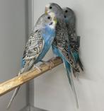 Melanistic parkiet, Mannelijk, Parkiet