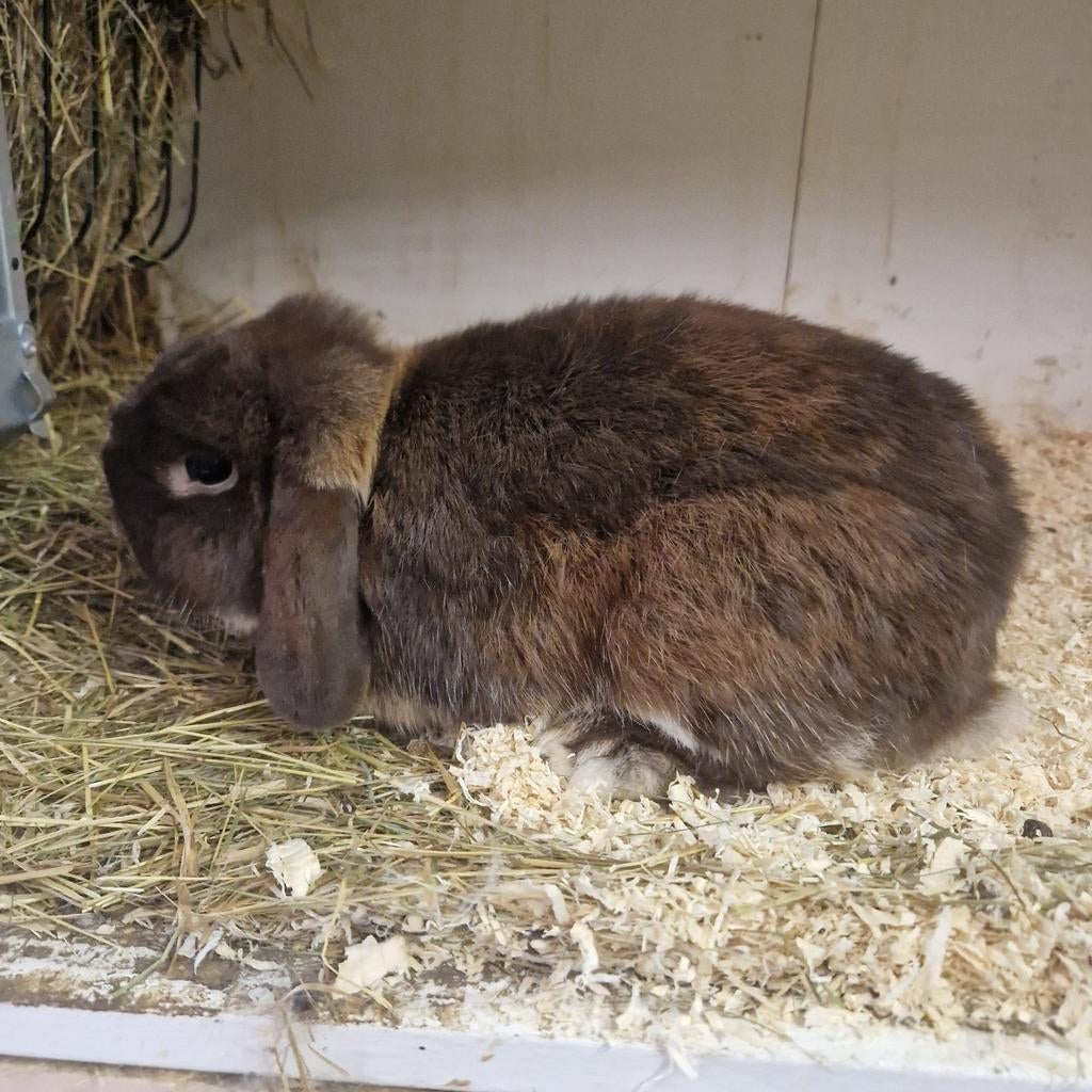Choco otter ram nederlandse hangoor dwerg, Dieren en Toebehoren, Konijnen, Mannelijk, Dwerg, Hangoor
