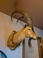 Bezoar ibex opgezette steenbok, Ophalen, Vogel, Opgezet dier
