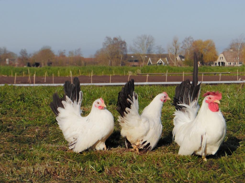 Chabo krielkippen | Rustige krielkip | Kleine kippen, Dieren en Toebehoren, Pluimvee, Vrouwelijk, Kip