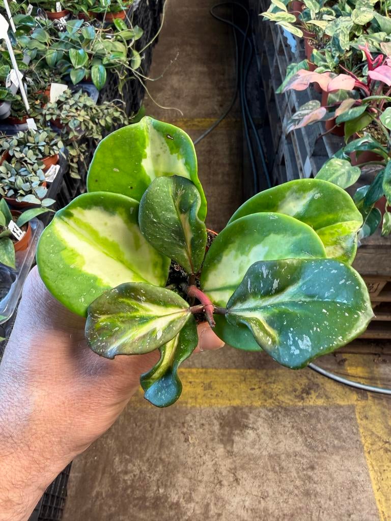 Hoya obovata variegata - Prachtige wasbloem in 6 cm pot, Huis en Inrichting, Kamerplanten, Ophalen of Verzenden