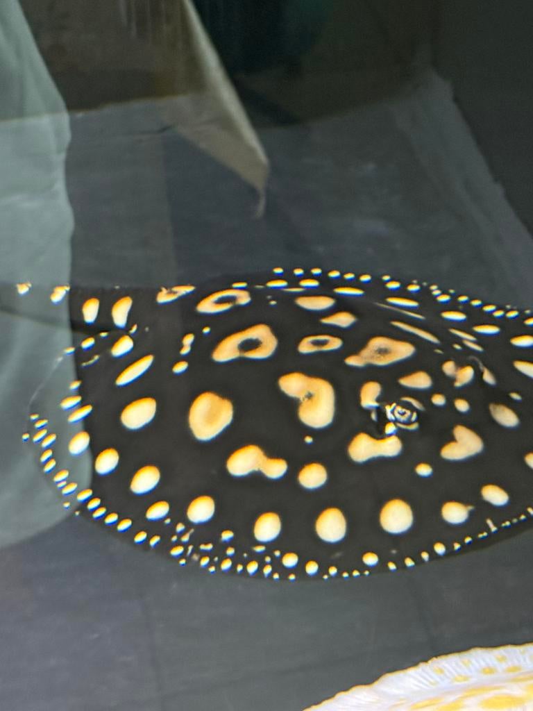 Potamotrygon bd& henlei, Vis