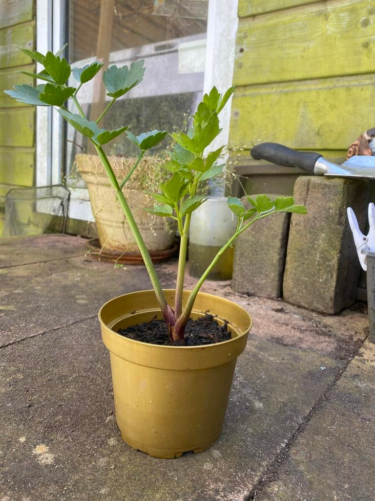 Maggi (lavas) planten - ruilen of 2,- pst, Tuin en Terras, Ophalen, Vaste plant, Halfschaduw, Kruiden