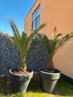 2 Palmbomen in pot, 100 tot 250 cm, Zomer, Palmboom, Ophalen
