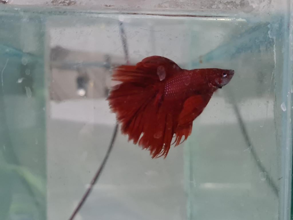 Betta splendens super delta kempvis man, Dieren en Toebehoren, Vis, Zoetwatervis