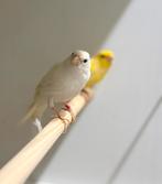 Te koop koppels Rijnlander kanaries, Dieren en Toebehoren, Meerdere dieren, Postuurkanarie