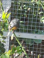 GEZOCHT:  Japanse nachtegaal man., Mannelijk