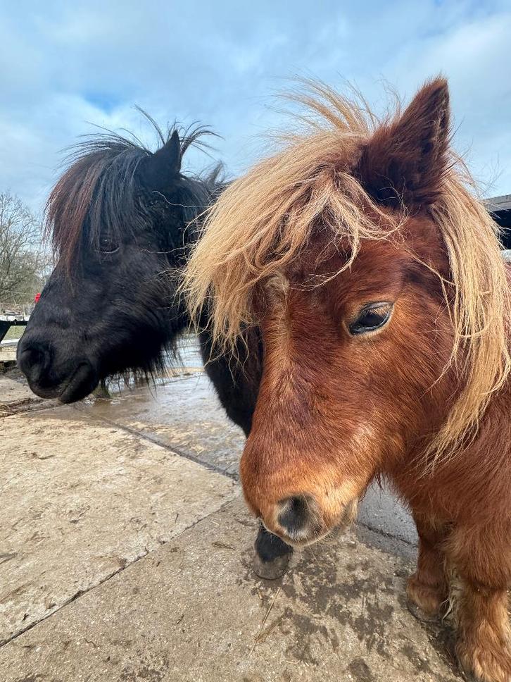 Mini Shetlanders zoeken samen een liefdevol plekje!, Dieren en Toebehoren, Pony's, Meerdere dieren, Niet van toepassing, A pony (tot 1.17m)