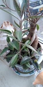 3 Plantjes mother of thousands, Huis en Inrichting, Kamerplanten, Ophalen of Verzenden, Halfschaduw, Minder dan 100 cm