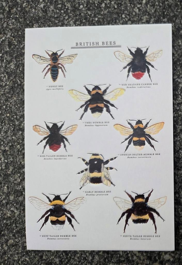 BIJEN meerdere beschikbaar, Ophalen, Paard