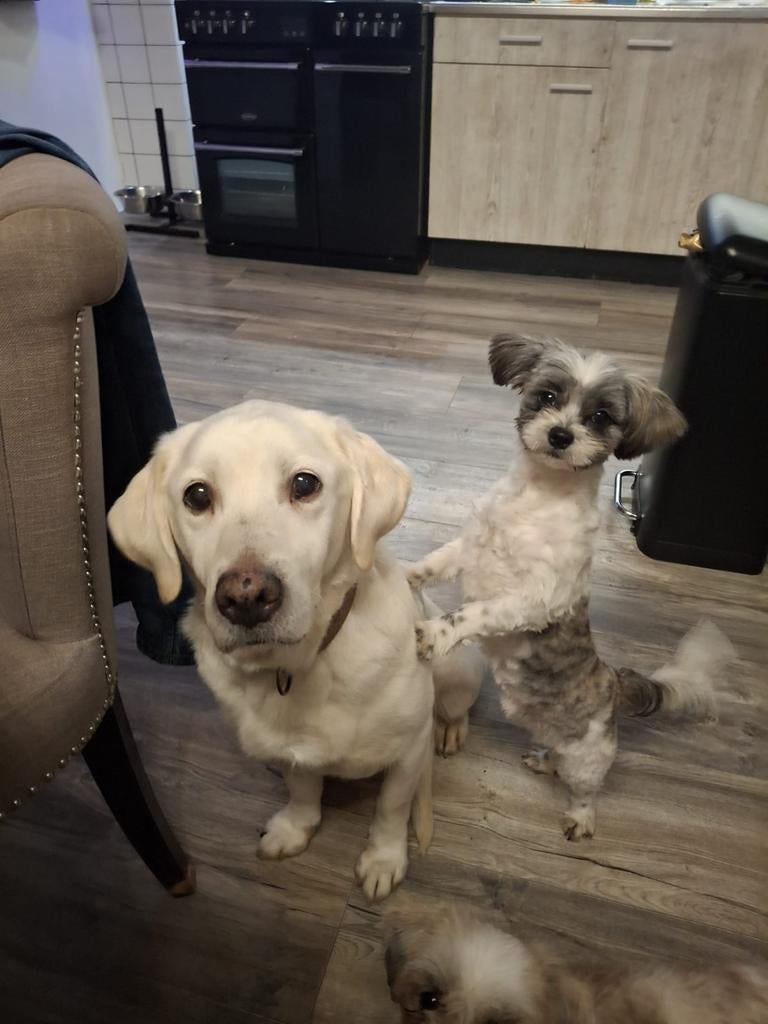 Boomer dekreu Niet Tekoop, 1 tot 2 jaar, Parvo, Eén hond, Nederland